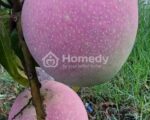 ✅️Cần bán vườn cây ăn trái An Điền