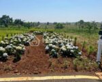 Săn Đất Nền Bảo Lộc Giá Rẻ, View Đẹp, sổ sẳn T7/2025 0945 585 ***